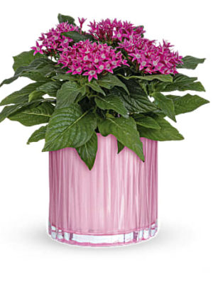 Shimmering Starcluster