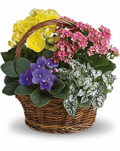 <div class="m-pdp-tabs-description">
<div id="mark-1" class="m-pdp-tabs-marketing-description">
<p>Sing a song of spring by sending this gorgeous basket full of spring's prettiest plants. Send someone special this sweet mix of bright colors and terrific textures.
</p></div>
</div>
<p>A purple African violet, yellow begonia, pink kalanchoe and white hypoestes are arranged in a pretty round basket. It's blooming beautiful.</p>