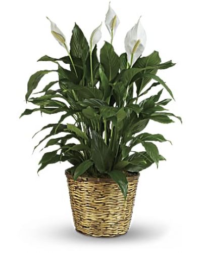 Also know as the peace lily, this elegant plant featuring dark green leaves and delicate white blossoms makes a perfect gift for almost any occasion. Low maintenance and known for its indoor beauty and ability to clear the air of contaminants, this medium spathiphyllum is delivered in a charming 8" woven wicker basket.