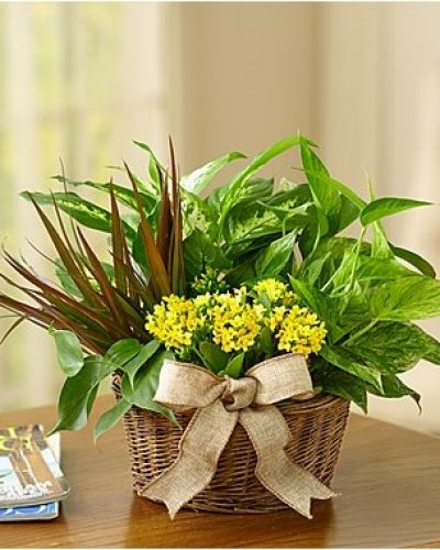 <p>Give a gift of lasting smiles by sending this eye-pleasing European-inspired dish garden, a combination of foliage and blooming plants that makes any special day more than memorable. Easy-care indoor garden looks stunning in any setting, arriving in a handsome planter.</p>