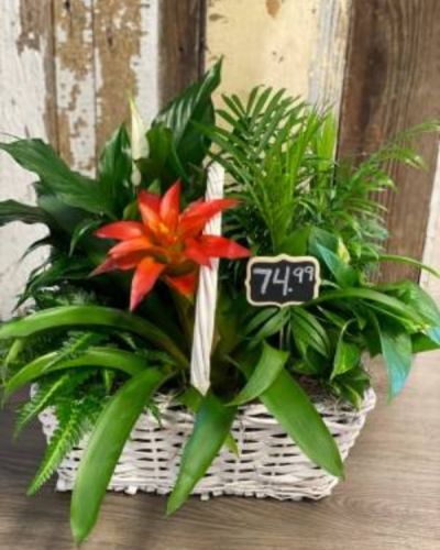<p>This wonderful plant is perfect for any occasion, with a splash of color midst the lush greenery.</p>